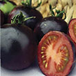 TOMATO INDIGO ROSE