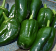 PEPPER POBLANO