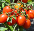 TOMATO ROMA PLUM