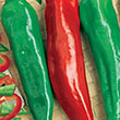 PEPPER GARDEN SALSA