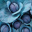 CABBAGE RUBY PERFECTION 4PK