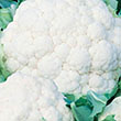 CAULIFLOWER SNOW CROWN 4PK