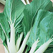 PAK CHOI TOY CHOY 4PK
