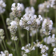 HERB LAVENDER ARCTIC ORG 3.5"