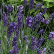 HERB LAVENDER ELLAGANCE ORG 3.5"