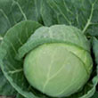 CABBAGE KATARINA 4PK