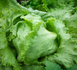 LETTUCE REGENCY 2.0 4PK