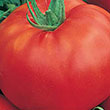 TOMATO RUTGERS 4PK