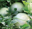 MELON DULCE NECTAR