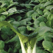 BOK CHOI TOY CHOI ORG 4PK