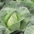 CABBAGE CARAFLEX ORG 4PK