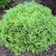 ENDIVE BENEFINE ORG 4PK