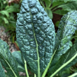 KALE TUSCAN ORG 4PK