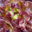 LETTUCE BOSTON RED ORG 4PK