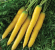 CARROT GOLDEN NUGGET ORG 4PK