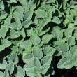 HERB OREGANO HOT AND SPICY 4"