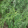HERB DILL FERNLEAF 6"