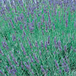 HERB LAVENDER HIDCOTE 6"