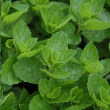 HERB MINT SPEARMINT 6"