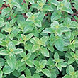 HERB OREGANO ITALIAN 6"