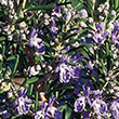 HERB ROSEMARY TUSCAN BLUE 6"