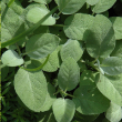 HERB SAGE BERGGARTEN 6"