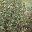 HERB THYME FRENCH 6"
