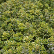 HERB THYME LEMON VARIEGATED 6"