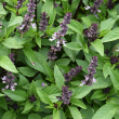 HERB BASIL CINNAMON 4"