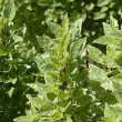 HERB BASIL PESTO PERPETUO 4"