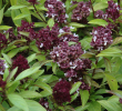 HERB BASIL THAI SIAM QUEEN 4"