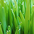HERB CAT GRASS 4"
