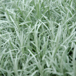 HERB CURRY DWARF 4"