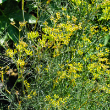 HERB FENNEL BRONZE 4"