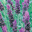 HERB LAVENDER FRENCH 4"