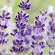 HERB LAVENDER HIDCOTE 4"