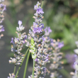 HERB LAVENDER PROVENCE 4"