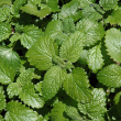 HERB LEMON BALM 4"