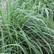 HERB LEMON GRASS 4"