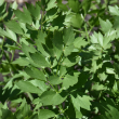 HERB LOVAGE 4"