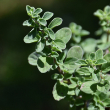 HERB MARJORAM SWEET 4"