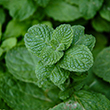 HERB MINT APPLE 4"