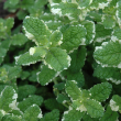 HERB MINT PINEAPPLE 4"