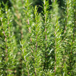 HERB ROSEMARY BBQ 4"