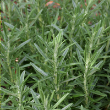 HERB ROSEMARY GORIZIA 4"