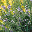 HERB ROSEMARY TUSCAN BLUE 4"