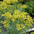HERB RUE 4"