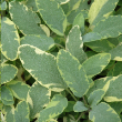 HERB SAGE GOLDEN VARI 4"