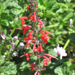HERB SAGE PINEAPPLE 4"
