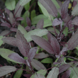 HERB SAGE PURPLE 4"